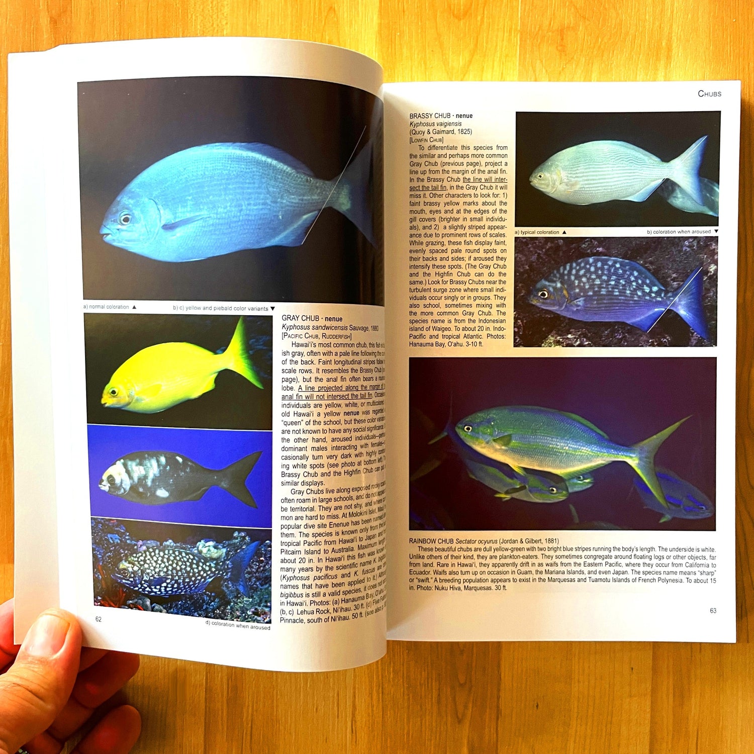 Hawaii Fish Books – Showcase Hawaii