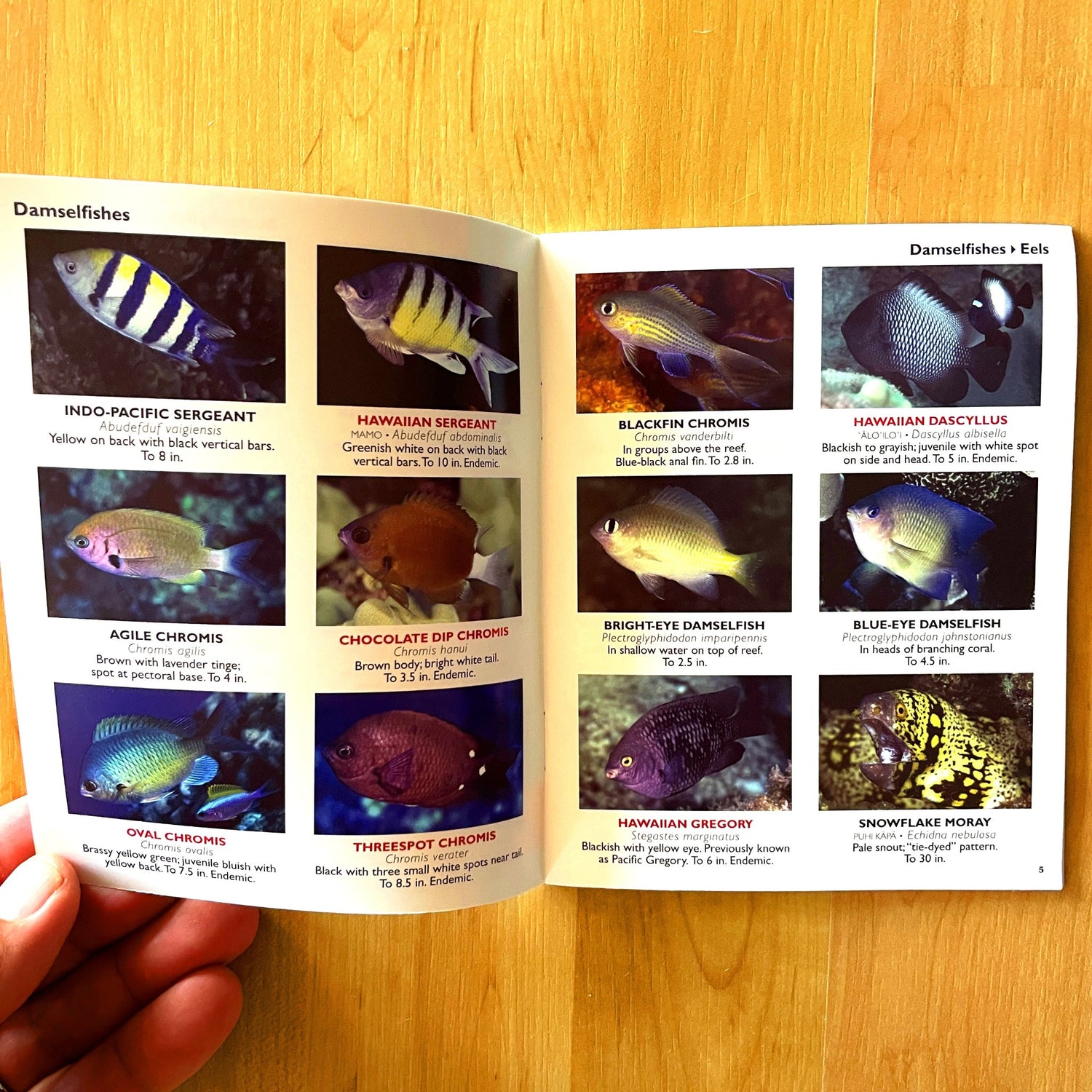 Hawaii's Fishes Waterproof Guide